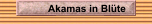 Akamas in Bl&uuml;te